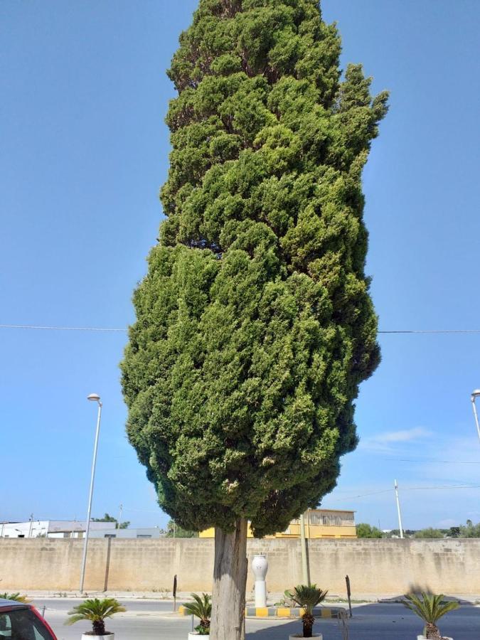 L'Albero Bello Holiday 마자라데발로 외부 사진