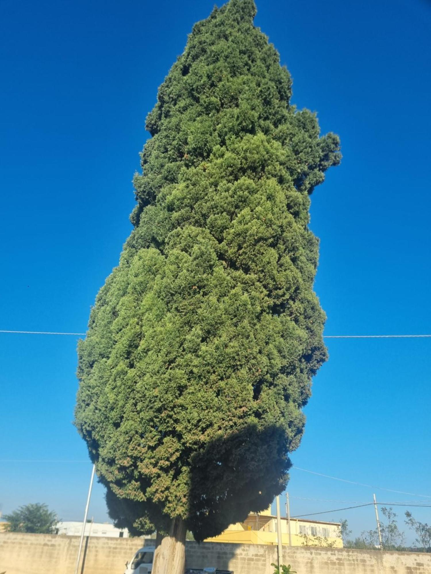 L'Albero Bello Holiday 마자라데발로 외부 사진